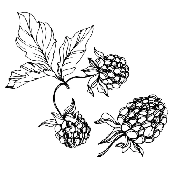 Υγιεινό φαγητό. Μαύρο και άσπρο χαραγμένο μελάνι τέχνης. Μεμονωμένο στοιχείο απεικόνισης μούρων. — Διανυσματικό Αρχείο