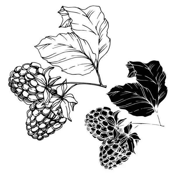 Vector BlackBerry egészséges táplálkozás. Fekete-fehér vésett tinta Art. Izolált bogyó illusztráció elem. — Stock Vector