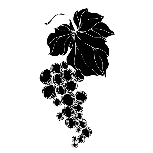 Vector Druivenbes gezond voedsel. Zwart-wit gegraveerde inktkunst. Geïsoleerde druiven illustratie element. — Stockvector