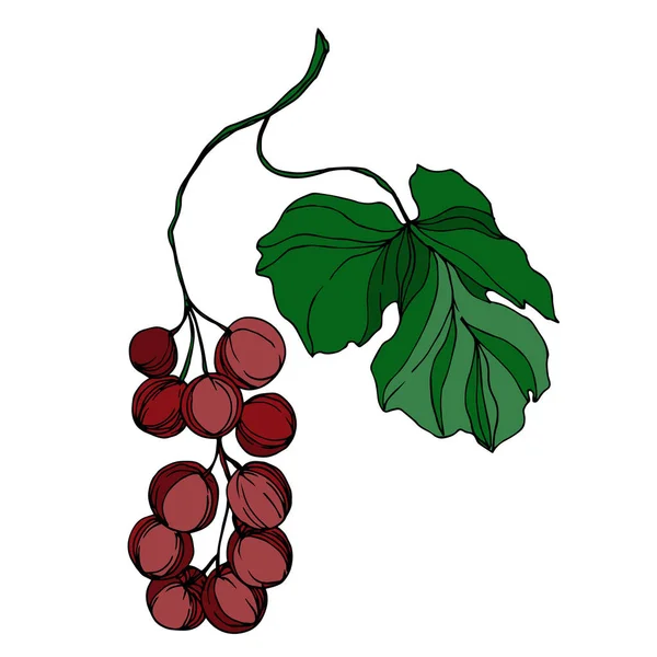 Vector Baya de uva comida saludable. Tinta grabada en blanco y negro. Elemento ilustrativo de uvas aisladas . — Vector de stock