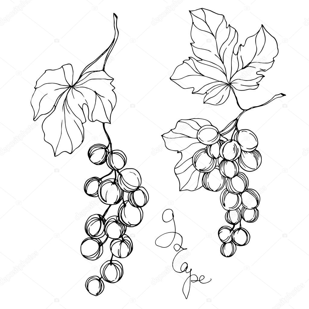 Vector Grape berry healthy food. Black and white engraved ink art. Isolated grapes illustration element.