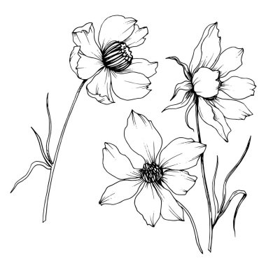 Vektör Cosmos çiçek botanik çiçekler. Siyah ve beyaz oyulmuş mürekkep sanatı. Yalıtılmış cosmea illüstrasyon öğesi.