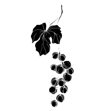 Vector Grape Berry sağlıklı yemek. Siyah beyaz işlemeli mürekkep sanatı. İzole edilmiş üzüm örnekleme elementi.