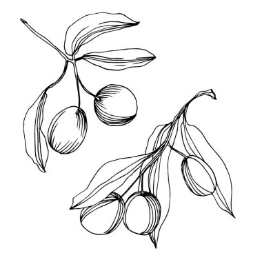 Meyve ile Vektör Zeytin dalı. Siyah ve beyaz oyulmuş mürekkep sanatı. İzole zeytin illüstrasyon elemanı.