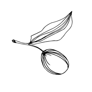 Meyve ile Vektör Zeytin dalı. Siyah ve beyaz oyulmuş mürekkep sanatı. İzole zeytin illüstrasyon elemanı.