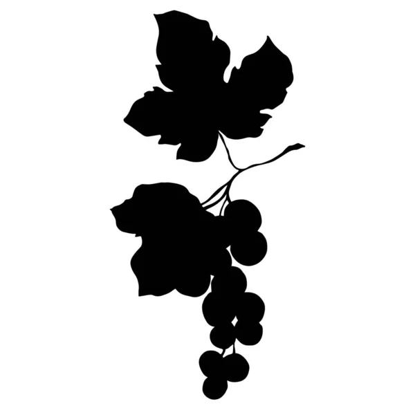 Vector Baya de uva comida saludable. Tinta grabada en blanco y negro. Elemento ilustrativo de uvas aisladas . — Vector de stock