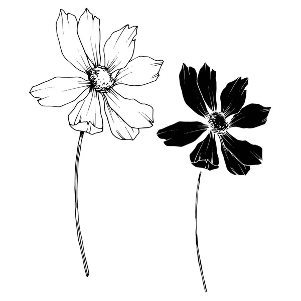 Vector Cosmos fleurs botaniques florales. Encre gravée en noir et blanc. Elément d'illustration cosmétique isolé . — Image vectorielle