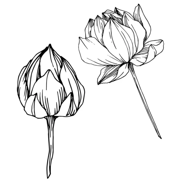 Vektor Lotus Blumen botanische Blume. Schwarz-weiß gestochene Tuschekunst. isoliertes Lotus-Illustrationselement. — Stockvektor