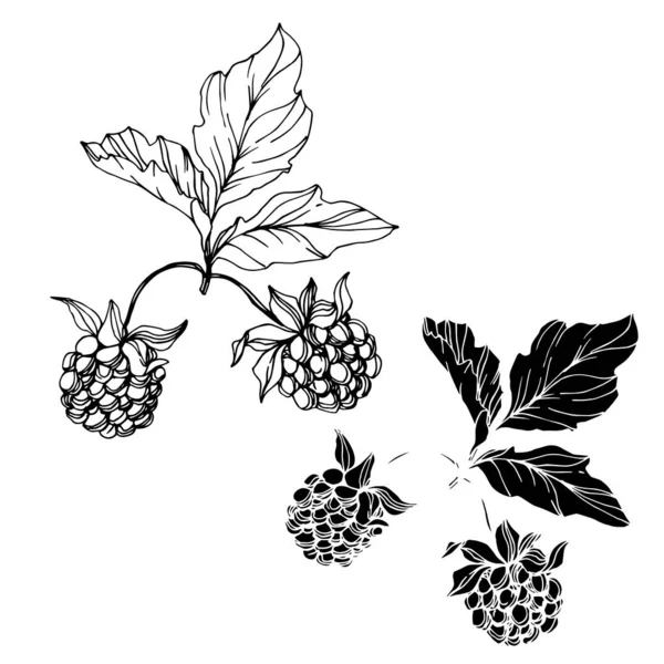 Vettore Blackberry cibo sano. Inchiostro inciso in bianco e nero art. Elemento isolante di illustrazione bacca . — Vettoriale Stock