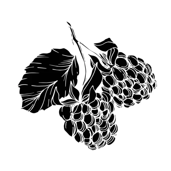 Vector Blackberry comida saludable. Tinta grabada en blanco y negro. Elemento de ilustración de bayas aisladas . — Vector de stock