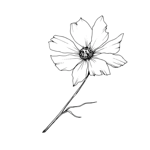 矢量宇宙花卉植物花。黑白雕刻水墨艺术。孤立的科斯米亚插图元素. — 图库矢量图片