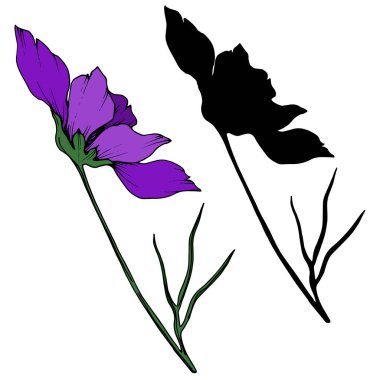Vektör Cosmos çiçek botanik çiçekler. Siyah ve beyaz oyulmuş mürekkep sanatı. Yalıtılmış cosmea illüstrasyon öğesi.