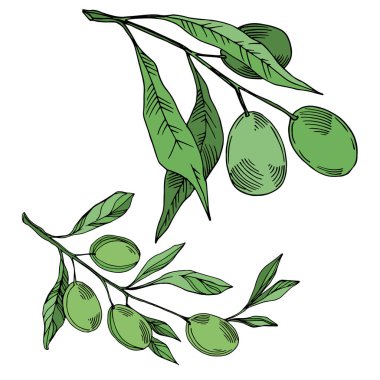 Meyve ile Vektör Zeytin dalı. Siyah ve beyaz oyulmuş mürekkep sanatı. İzole zeytin illüstrasyon elemanı.