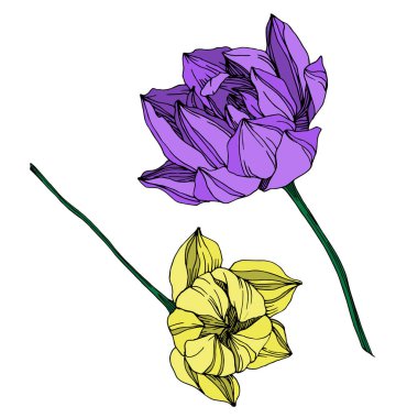 Vektör Lotus çiçek botanik çiçek. Siyah ve beyaz oyulmuş mürekkep sanatı. İzole lotus illüstrasyon elemanı.