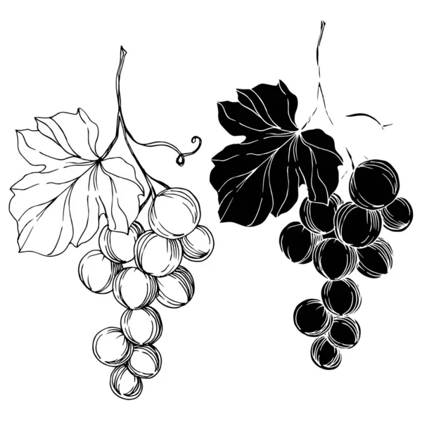 Vecteur de raisin baie alimentation saine. Encre gravée en noir et blanc. Elément d'illustration de raisins isolés . — Image vectorielle