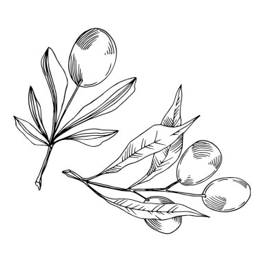 Meyve ile Vektör Zeytin dalı. Siyah ve beyaz oyulmuş mürekkep sanatı. İzole zeytin illüstrasyon elemanı.