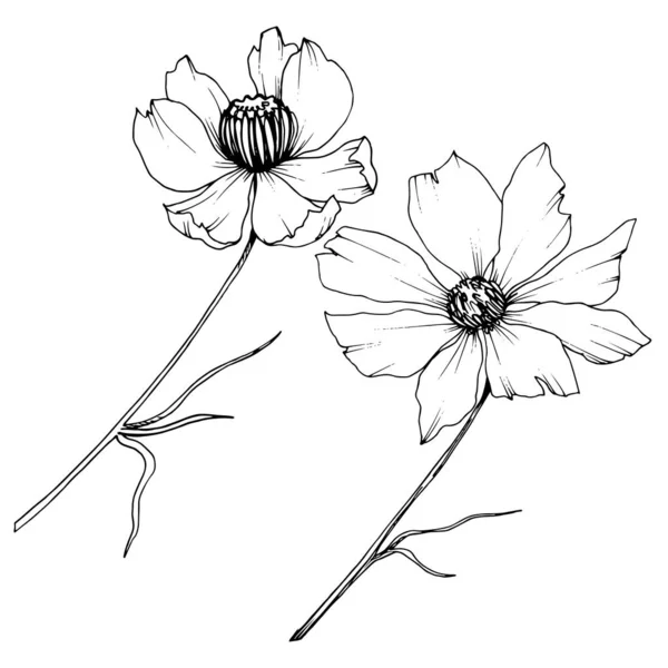 Vector Cosmos Floral botanische bloemen. Zwart-wit gegraveerd Ink Art. Geïsoleerde Cosmea illustratie element. — Stockvector