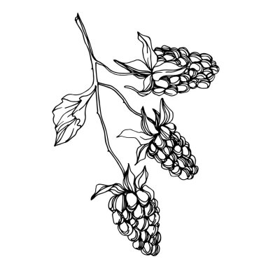 Vektör Blackberry sağlıklı gıda. Siyah ve beyaz oyulmuş mürekkep sanatı. İzole berry illüstrasyon elemanı.