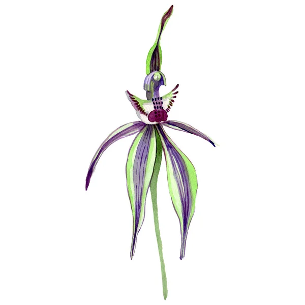 Orquídea WEild flor botánica floral. Conjunto de ilustración de fondo acuarela. Elemento ilustrativo de flores aisladas . — Foto de Stock
