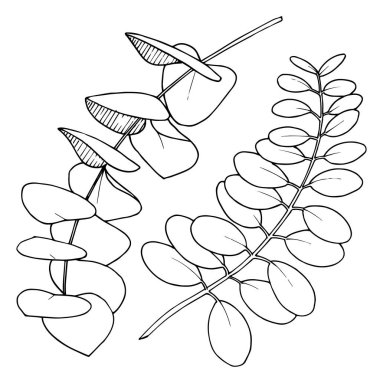 Vektör ayrılır şubesi. Siyah beyaz işlemeli mürekkep sanatı. İzole edilmiş dallar illüstrasyon ögesi.