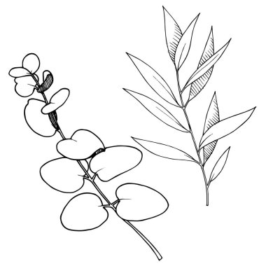 Vektör ayrılır şubesi. Siyah beyaz işlemeli mürekkep sanatı. İzole edilmiş dallar illüstrasyon ögesi.