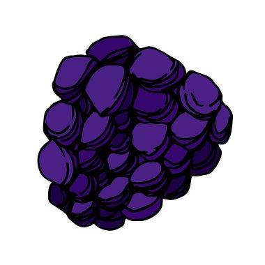 Vektör Blackberry sağlıklı gıda. Siyah ve beyaz oyulmuş mürekkep sanatı. İzole berry illüstrasyon elemanı.