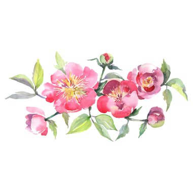 Pembe şakayık çiçekli botanik çiçekleri. Suluboya arka plan seti. İzole buketler çizim ögesi.