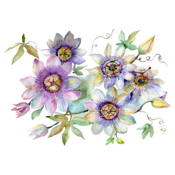 Passiflora buquê flores botânicas florais. Conjunto de fundo aquarela. Isolados buquês elemento ilustrativo . — Fotografia de Stock