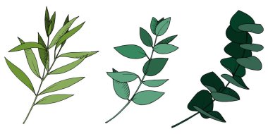 Vektör ayrılır şubesi. Siyah beyaz işlemeli mürekkep sanatı. İzole edilmiş dallar illüstrasyon ögesi.