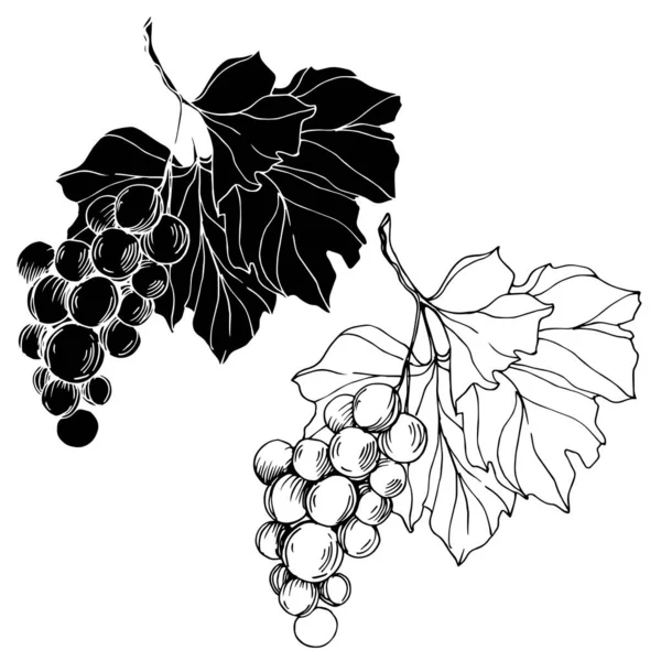 Vector Baya de uva comida saludable. Tinta grabada en blanco y negro. Elemento ilustrativo de uvas aisladas . — Vector de stock