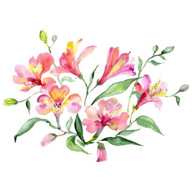 Alstroemeria çiçekli botanik çiçekleri. Suluboya arka plan seti. İzole buketler çizim ögesi.