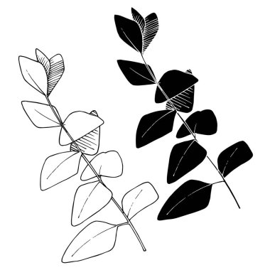 Vektör ayrılır şubesi. Siyah beyaz işlemeli mürekkep sanatı. İzole edilmiş dallar illüstrasyon ögesi.