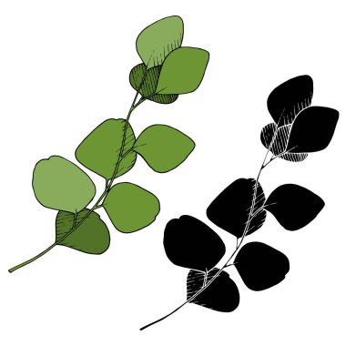 Vektör ayrılır şubesi. Siyah beyaz işlemeli mürekkep sanatı. İzole edilmiş dallar illüstrasyon ögesi.