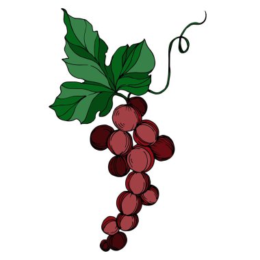 Vector Grape Berry sağlıklı yemek. Siyah beyaz işlemeli mürekkep sanatı. İzole edilmiş üzüm örnekleme elementi.