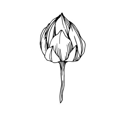 Vektör Lotus çiçek botanik çiçek. Siyah ve beyaz oyulmuş mürekkep sanatı. İzole lotus illüstrasyon elemanı.