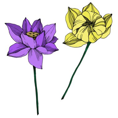 Vektör Lotus çiçek botanik çiçek. Siyah ve beyaz oyulmuş mürekkep sanatı. İzole lotus illüstrasyon elemanı.