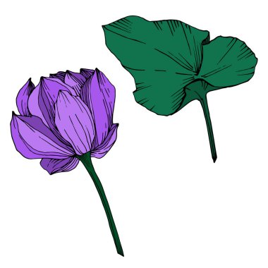 Vektör Lotus çiçek botanik çiçek. Siyah ve beyaz oyulmuş mürekkep sanatı. İzole lotus illüstrasyon elemanı.