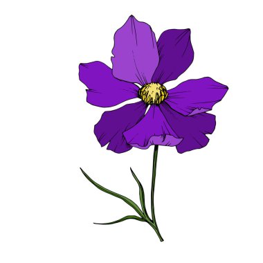 Vektör Cosmos çiçek botanik çiçekler. Siyah ve beyaz oyulmuş mürekkep sanatı. Yalıtılmış cosmea illüstrasyon öğesi.