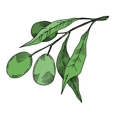 Meyve ile Vektör Zeytin dalı. Siyah ve beyaz oyulmuş mürekkep sanatı. İzole zeytin illüstrasyon elemanı.