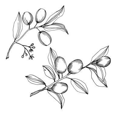 Meyve ile Vektör Zeytin dalı. Siyah ve beyaz oyulmuş mürekkep sanatı. İzole zeytin illüstrasyon elemanı.