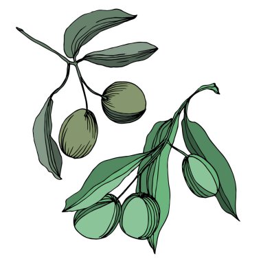 Meyve ile Vektör Zeytin dalı. Siyah ve beyaz oyulmuş mürekkep sanatı. İzole zeytin illüstrasyon elemanı.
