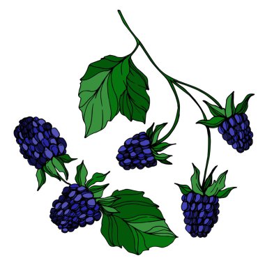 Vektör Blackberry sağlıklı gıda. Siyah ve beyaz oyulmuş mürekkep sanatı. İzole berry illüstrasyon elemanı.