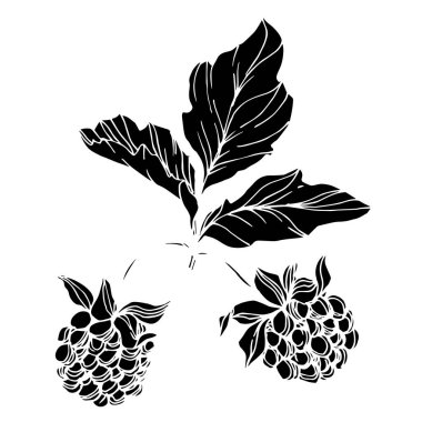 Vektör Blackberry sağlıklı gıda. Siyah ve beyaz oyulmuş mürekkep sanatı. İzole berry illüstrasyon elemanı.