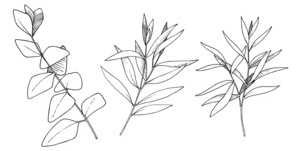 Vector Leaves branche. Encre gravée en noir et blanc. Elément d'illustration branches isolées . — Image vectorielle