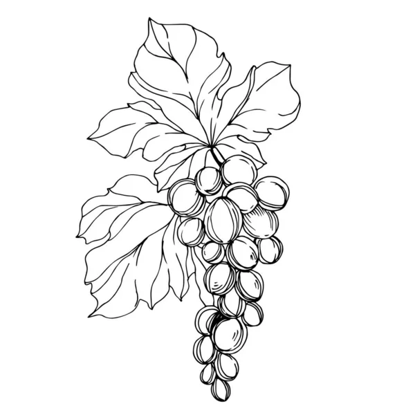 Vector Grape berry healthy food. Black and white engraved ink art. Isolated grapes illustration element. — Stock Vector