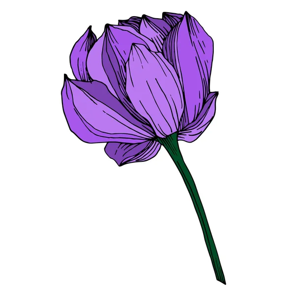 Vector Lotus flor botânica floral. Tinta gravada a preto e branco. Elemento de ilustração de lótus isolado . — Vetor de Stock