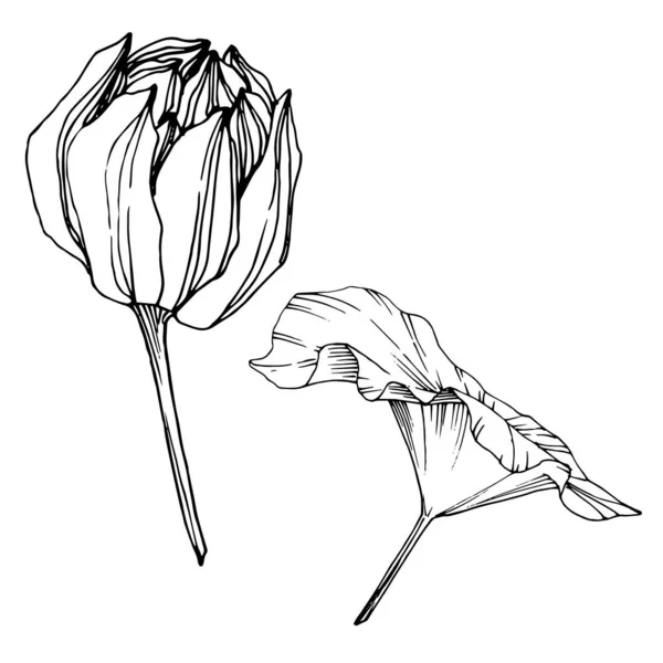 Vektor Lotus Blumen botanische Blume. Schwarz-weiß gestochene Tuschekunst. isoliertes Lotus-Illustrationselement. — Stockvektor