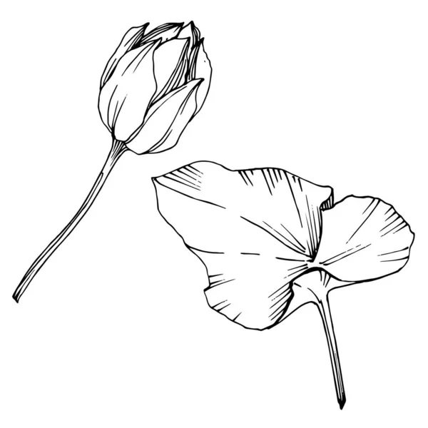 Vecteur Lotus fleur botanique florale. Encre gravée en noir et blanc. Élément d'illustration de lotus isolé . — Image vectorielle