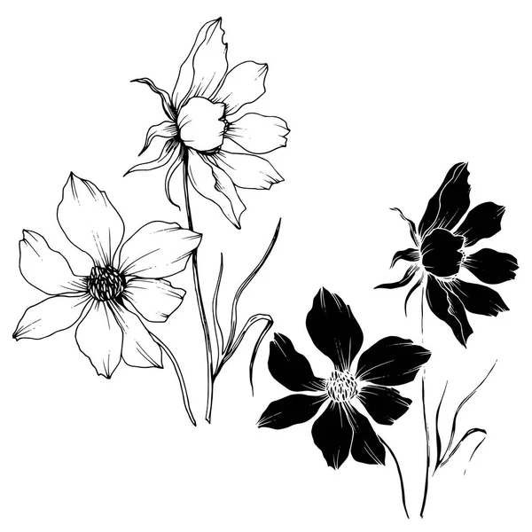 Vector Cosmos flores botánicas florales. Tinta grabada en blanco y negro. Elemento de ilustración de cosméticos aislados . — Vector de stock
