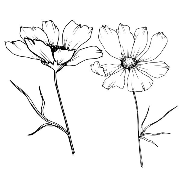 Vector Cosmos floral botanical flowers. Black and white engraved ink art. Isolated cosmea illustration element. — Stock Vector